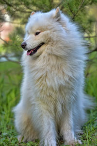 Full length of a dog on field