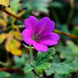 Close-up of pink flower