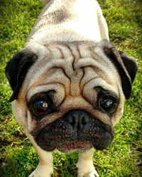 Close-up portrait of dog