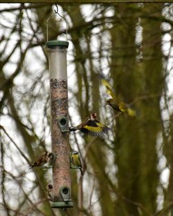 Close-up of bird perching on tree