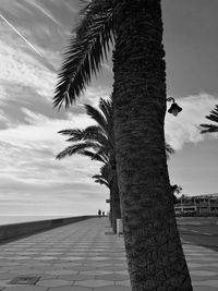 View of bird on palm tree against cloudy sky