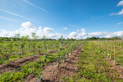 Scenic view of fruit trees against sky