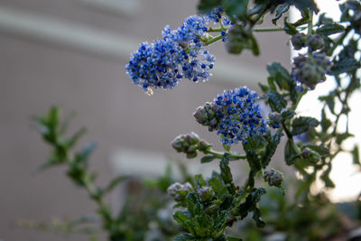 Close-up of purple flowering plant