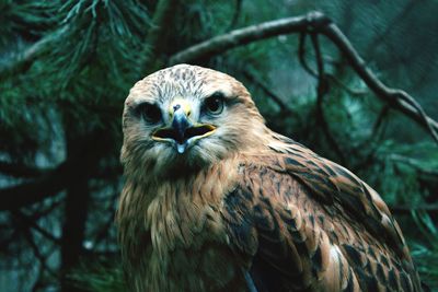 Close-up portrait of owl