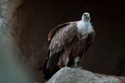 Close-up of eagle perching on rock