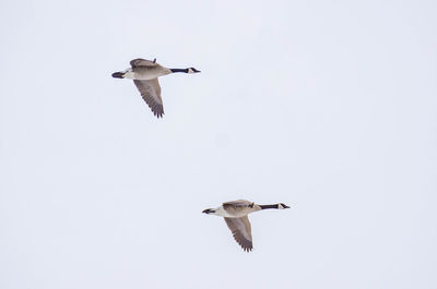 Low angle view of canada geese flying against clear sky