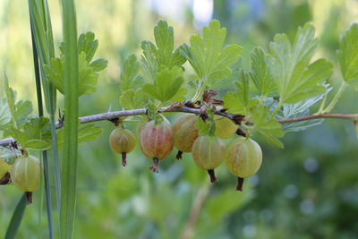 Close-up of fruit growing on plant