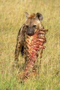 Spotted hyena holds bloody carcase in mouth