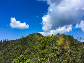 Low angle view of trees on mountain against sky