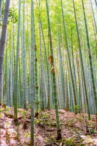 View of bamboo trees in forest