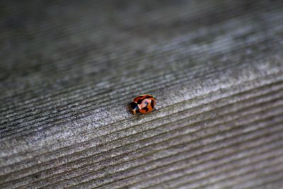 High angle view of ladybug