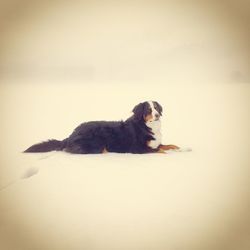 Bernese mountain dog resting on snow covered field