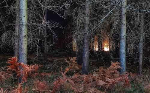 Illuminated trees in forest at night