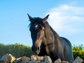 Close-up of horse standing on field against sky