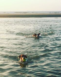 High angle view of dog swimming in sea