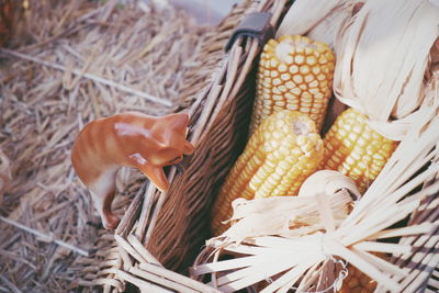 High angle view of vegetables in basket
