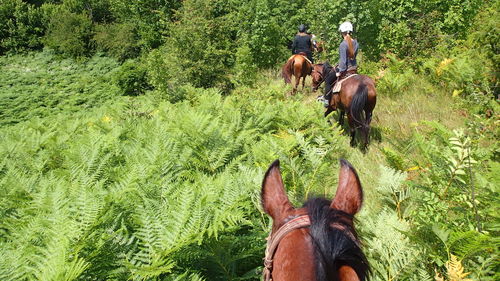 Horse on grassy field