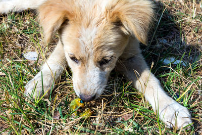 High angle view of dog relaxing on field