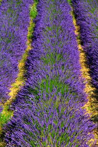 High angle view of purple flowering plants on field