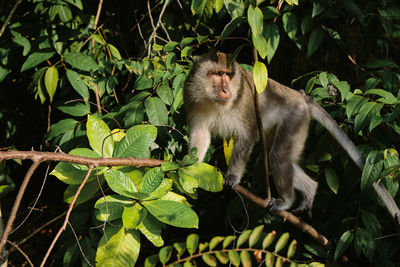 Monkey sitting on tree