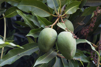 Close-up of fruit growing on tree