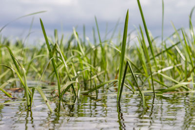 Close-up of grass in lake against sky