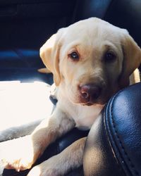 Close-up portrait of dog, labrador retreiver sitting on floor