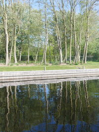 Scenic view of lake in forest