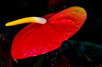 Close-up of red flower blooming outdoors