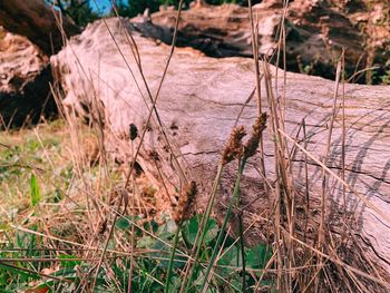 Close-up of dry plants on land