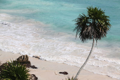 High angle view of palm tree on beach
