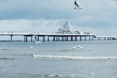 Seagulls flying over sea