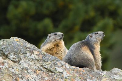 Close-up of sheep on rock