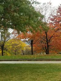 Trees on landscape during autumn