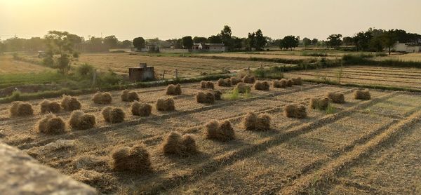 Hay bales on field against clear sky