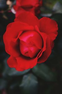 Close-up of red rose blooming outdoors