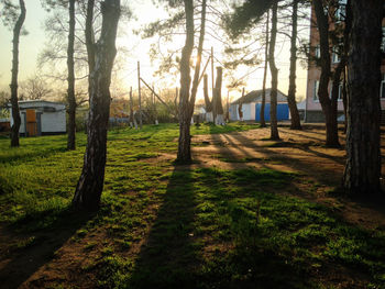 Trees on grassy field