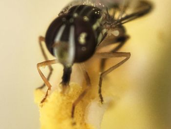 insect