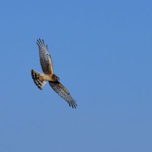 Low angle view of eagle flying against clear sky