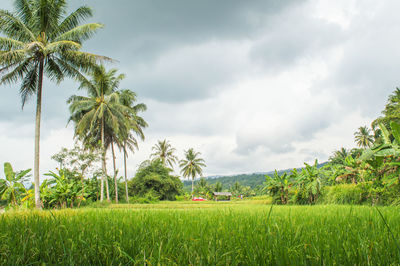 Trees on countryside landscape against clouds