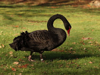 Black swan on a field