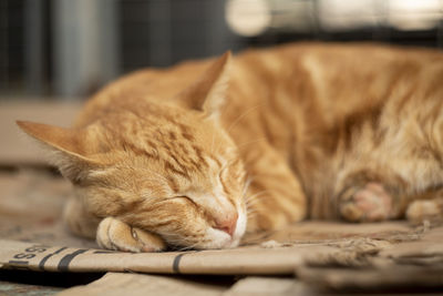 Close-up of cat sleeping