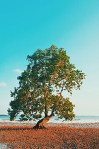 Tree on landscape against clear sky