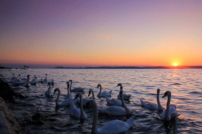 Swans at lake against sky during sunset