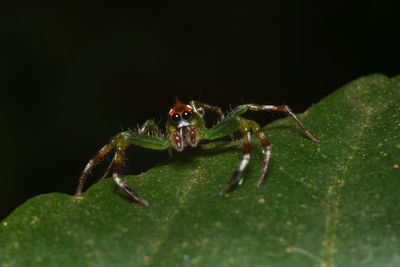 Close-up of spider