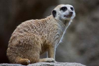 Close-up of lmeerkat looking away