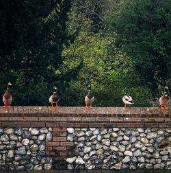 High angle view of ducks on a wall