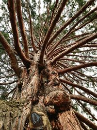 Low angle view of trees in forest