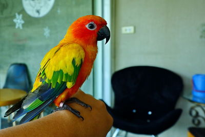 Cropped image of hand holding bird perching
