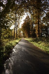 Road amidst trees in forest